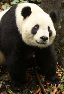 URSID - GIANT PANDA - BIFENGXIA PANDA RESERVE - SICHUAN CHINA (63).JPG