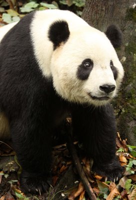 URSID - GIANT PANDA - BIFENGXIA PANDA RESERVE - SICHUAN CHINA (64).JPG