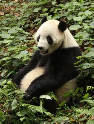 URSID - GIANT PANDA - BIFENGXIA PANDA RESERVE - SICHUAN CHINA (67).JPG