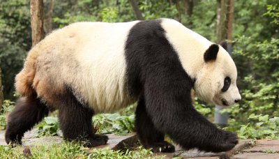 URSID - GIANT PANDA - BIFENGXIA PANDA RESERVE - SICHUAN CHINA (7).JPG