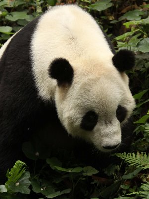 URSID - GIANT PANDA - BIFENGXIA PANDA RESERVE - SICHUAN CHINA (70).JPG
