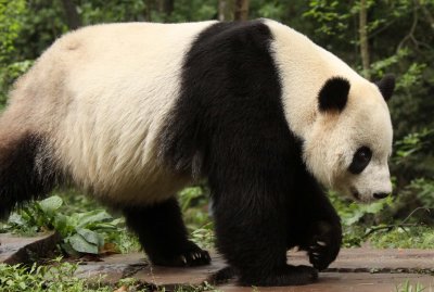 URSID - GIANT PANDA - BIFENGXIA PANDA RESERVE - SICHUAN CHINA (8).JPG