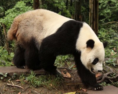 URSID - GIANT PANDA - BIFENGXIA PANDA RESERVE - SICHUAN CHINA (9).JPG