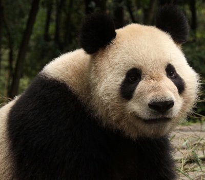 URSID - GIANT PANDA - BIFENGXIA PANDA RESERVE - SICHUAN CHINA (90).JPG