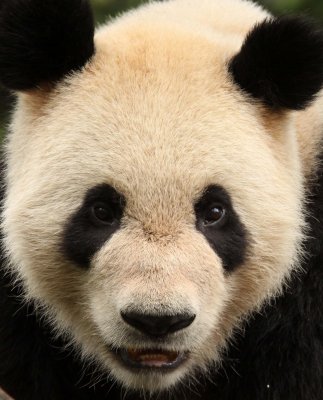 URSID - GIANT PANDA - BIFENGXIA PANDA RESERVE - SICHUAN CHINA (91).JPG