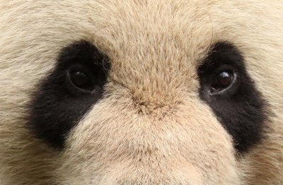 URSID - GIANT PANDA - BIFENGXIA PANDA RESERVE - SICHUAN CHINA (92).jpg
