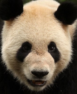 URSID - GIANT PANDA - BIFENGXIA PANDA RESERVE - SICHUAN CHINA (94).JPG