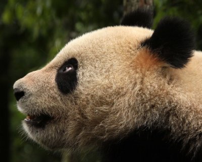URSID - GIANT PANDA - BIFENGXIA PANDA RESERVE - SICHUAN CHINA (98).JPG