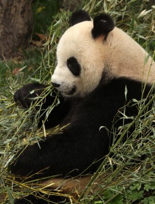 URSID - GIANT PANDA - CHENGDU PANDA BREEDING CENTER - SICHUAN CHINA (1).JPG