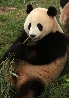 URSID - GIANT PANDA - CHENGDU PANDA BREEDING CENTER - SICHUAN CHINA (10).JPG