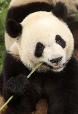 URSID - GIANT PANDA - CHENGDU PANDA BREEDING CENTER - SICHUAN CHINA (11).JPG