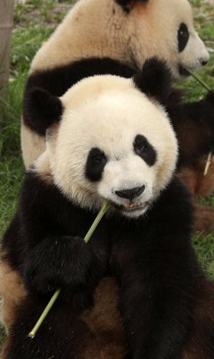 URSID - GIANT PANDA - CHENGDU PANDA BREEDING CENTER - SICHUAN CHINA (13).JPG