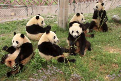 URSID - GIANT PANDA - CHENGDU PANDA BREEDING CENTER - SICHUAN CHINA (14).JPG