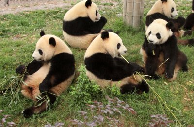 URSID - GIANT PANDA - CHENGDU PANDA BREEDING CENTER - SICHUAN CHINA (15).JPG