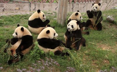 URSID - GIANT PANDA - CHENGDU PANDA BREEDING CENTER - SICHUAN CHINA (16).JPG