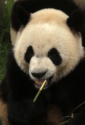 URSID - GIANT PANDA - CHENGDU PANDA BREEDING CENTER - SICHUAN CHINA (17).JPG