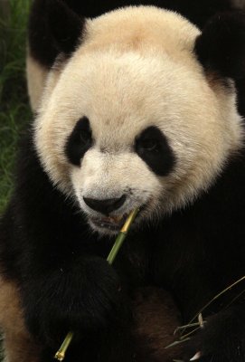 URSID - GIANT PANDA - CHENGDU PANDA BREEDING CENTER - SICHUAN CHINA (18).JPG