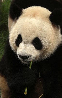 URSID - GIANT PANDA - CHENGDU PANDA BREEDING CENTER - SICHUAN CHINA (19).JPG
