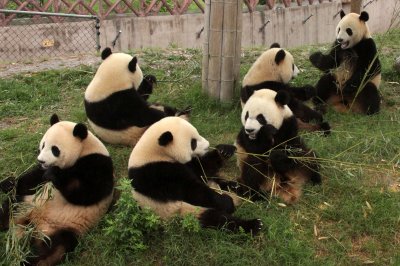 URSID - GIANT PANDA - CHENGDU PANDA BREEDING CENTER - SICHUAN CHINA (22).JPG