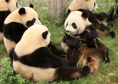 URSID - GIANT PANDA - CHENGDU PANDA BREEDING CENTER - SICHUAN CHINA (23).JPG