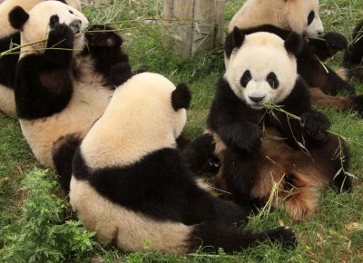 URSID - GIANT PANDA - CHENGDU PANDA BREEDING CENTER - SICHUAN CHINA (25).JPG