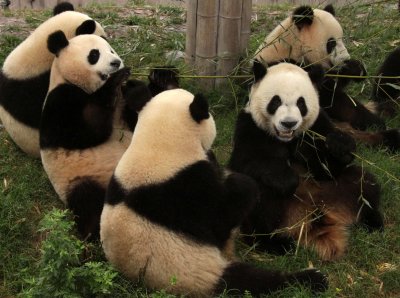 URSID - GIANT PANDA - CHENGDU PANDA BREEDING CENTER - SICHUAN CHINA (27).JPG