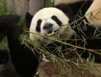 URSID - GIANT PANDA - CHENGDU PANDA BREEDING CENTER - SICHUAN CHINA (28).JPG