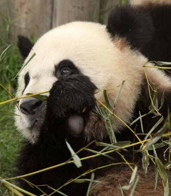 URSID - GIANT PANDA - CHENGDU PANDA BREEDING CENTER - SICHUAN CHINA (29).JPG