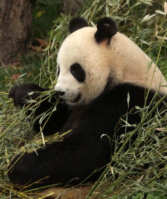 URSID - GIANT PANDA - CHENGDU PANDA BREEDING CENTER - SICHUAN CHINA (3).JPG