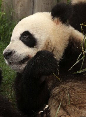 URSID - GIANT PANDA - CHENGDU PANDA BREEDING CENTER - SICHUAN CHINA (30).JPG
