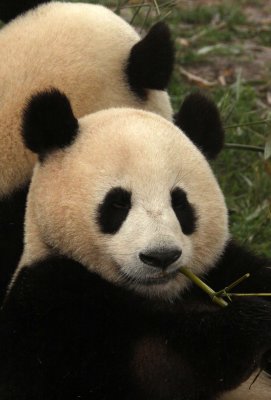 URSID - GIANT PANDA - CHENGDU PANDA BREEDING CENTER - SICHUAN CHINA (31).JPG