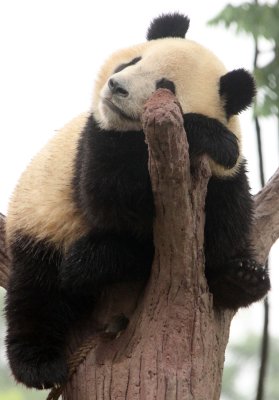URSID - GIANT PANDA - CHENGDU PANDA BREEDING CENTER - SICHUAN CHINA (32).JPG