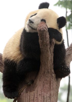 URSID - GIANT PANDA - CHENGDU PANDA BREEDING CENTER - SICHUAN CHINA (33).JPG