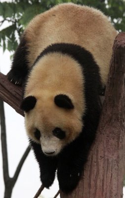 URSID - GIANT PANDA - CHENGDU PANDA BREEDING CENTER - SICHUAN CHINA (34).JPG