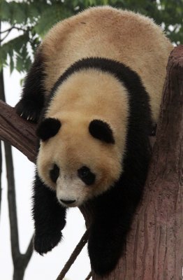 URSID - GIANT PANDA - CHENGDU PANDA BREEDING CENTER - SICHUAN CHINA (35).JPG