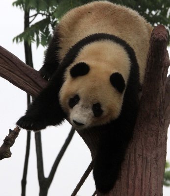 URSID - GIANT PANDA - CHENGDU PANDA BREEDING CENTER - SICHUAN CHINA (36).JPG