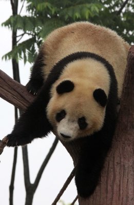 URSID - GIANT PANDA - CHENGDU PANDA BREEDING CENTER - SICHUAN CHINA (37).JPG