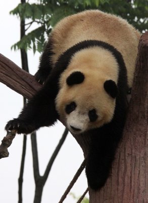 URSID - GIANT PANDA - CHENGDU PANDA BREEDING CENTER - SICHUAN CHINA (38).JPG