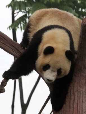 URSID - GIANT PANDA - CHENGDU PANDA BREEDING CENTER - SICHUAN CHINA (40).JPG