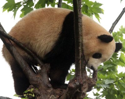 URSID - GIANT PANDA - CHENGDU PANDA BREEDING CENTER - SICHUAN CHINA (41).JPG