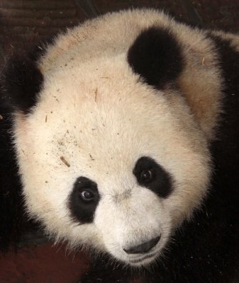 URSID - GIANT PANDA - CHENGDU PANDA BREEDING CENTER - SICHUAN CHINA (43).JPG