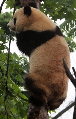 URSID - GIANT PANDA - CHENGDU PANDA BREEDING CENTER - SICHUAN CHINA (44).JPG