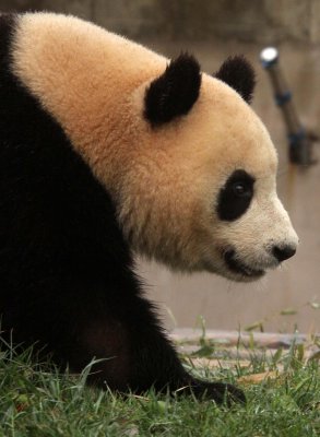 URSID - GIANT PANDA - CHENGDU PANDA BREEDING CENTER - SICHUAN CHINA (47).JPG