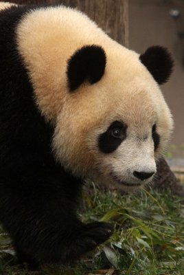 URSID - GIANT PANDA - CHENGDU PANDA BREEDING CENTER - SICHUAN CHINA (48).JPG