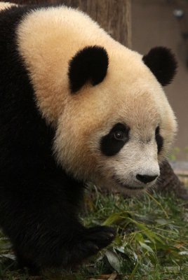 URSID - GIANT PANDA - CHENGDU PANDA BREEDING CENTER - SICHUAN CHINA (48).JPG