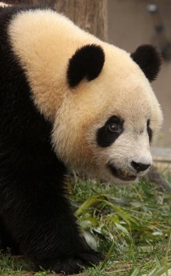 URSID - GIANT PANDA - CHENGDU PANDA BREEDING CENTER - SICHUAN CHINA (49).JPG