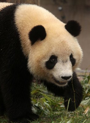 URSID - GIANT PANDA - CHENGDU PANDA BREEDING CENTER - SICHUAN CHINA (50).JPG
