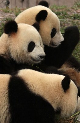 URSID - GIANT PANDA - CHENGDU PANDA BREEDING CENTER - SICHUAN CHINA (6).JPG