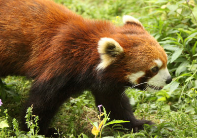 AILURIDAE - RED PANDA - SHANGHAI ZOO (12).JPG