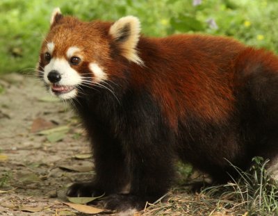 AILURIDAE - RED PANDA - SHANGHAI ZOO (4).JPG